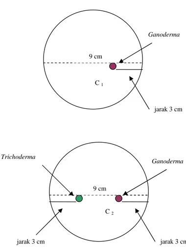 Gambar 1. Cara pengujian antagonisme Trichoderma sp TBPH terhadap Ganoderma sp GBR