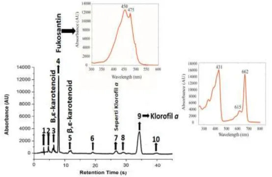 Gambar  2  Profil  Kromatogram  ekstrak  kasar  sampel  Gracilaria  gigas  Harvey,  dengan  pelarut  asetonnitril:methanol 7/3 v/v