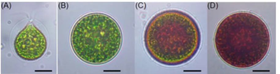 Gambar 1. Sel mikroskopis H. pluvialis dalam siklus hidupnya. (A) Sel motil vegetatif hijau; (B) Sel palmella 