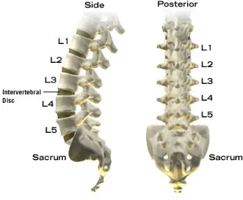 Gambar 1. Struktur Tulang Belakang  