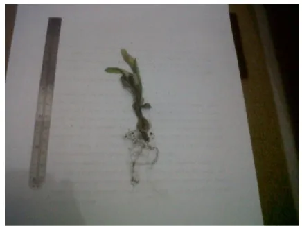 Gambar 10. Drimaria cordata 