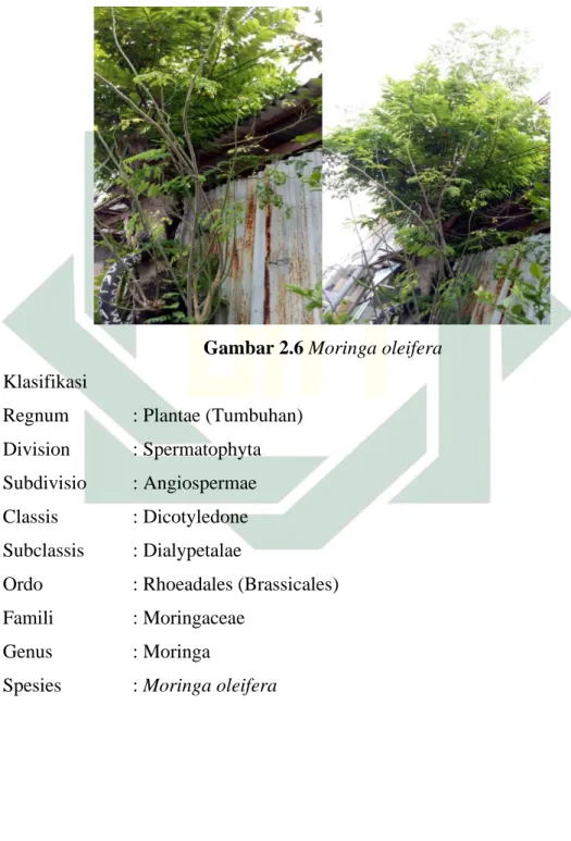 Gambar 2.6 Moringa oleifera 