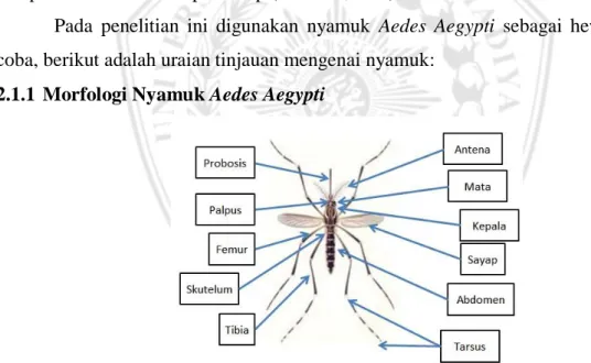 Gambar 2.1 Morfologi Nyamuk Dewasa (http://www.google.com) 