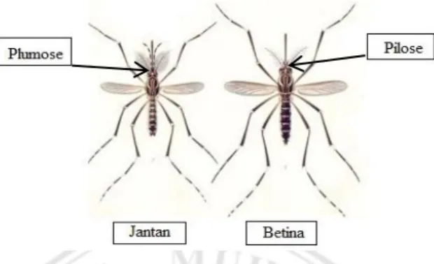 Gambar 2.2 Perbedaan Nyamuk Nyamuk Jantan dan Betina ((http://www.google.com)  Nyamuk  dewasa  betina  mengisap  darah  manusia  pada  siang  hari  yang  dilakukan  baik  di  dalam  rumah  ataupun  di  luar  rumah
