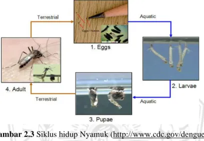 Gambar 2.3 Siklus hidup Nyamuk (http://www.cdc.gov/dengue) 