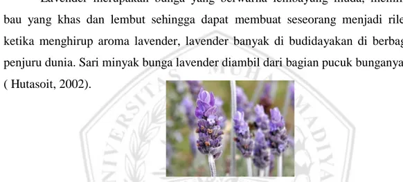 Gambar 2.7 Bagian Bunga Lavender (Lavandula angustifolia) (http://en.wikipedia.org)  Minyak  lavender  merupakan  salah  satu  minyak  atsiri  yang  dikenal  sejak  bertahun-tahun  yang  lampau,  terutama  di  negara-negara  eropa