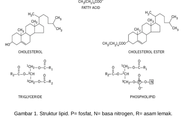 Gambar 1. Struktur lipid. P= fosfat, N= basa nitrogen, R= asam lemak. 
