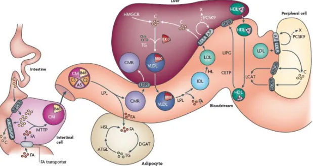 Gambar 3. Metabolisme lipoprotein. 