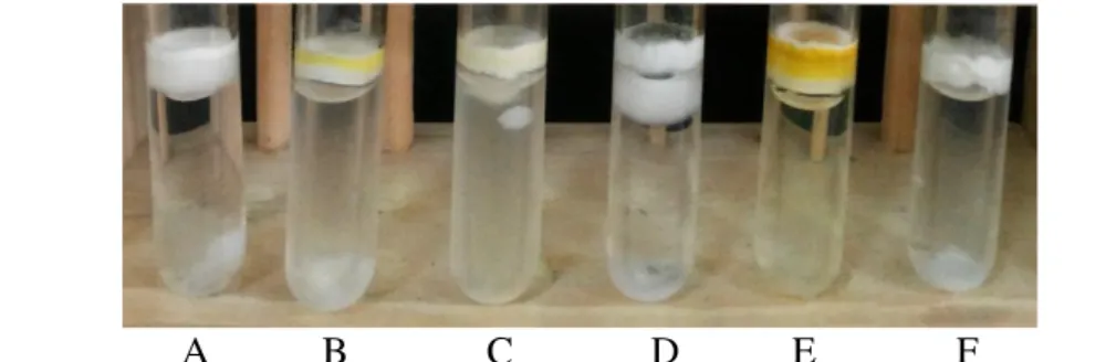 Gambar 1.  Pertumbuhan isolat jamur dengan kategori subur dalam medium PDB pH 5  pada  suhu  ruang  (A)  RPL1-3  (B)  RPL3-2  (C)  L1J8  (D)  L1J1  (E)  L5J12     (F) RPL1-9 