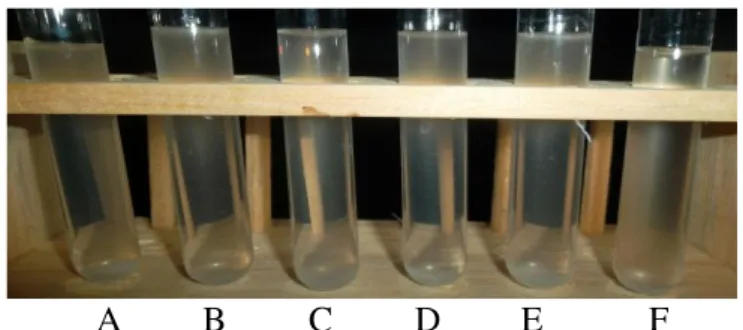 Gambar 3.  Pertumbuhan  beberapa  isolat  jamur  dengan  kategori  tumbuh  sangat  tidak  subur dalam medium PDB pH 5 pada suhu 50°C (A,F) Kontrol (B) RPL1-3  (C) RPL3-2 (D) L1J6 (E) L1J8 