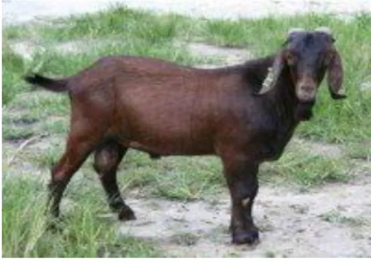 Gambar 1. Kambing Kacang 