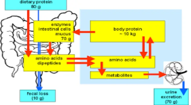 Gambar 2.1. Jalur Metabolisme Protein (Bender, 2006) 