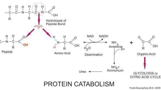 Gambar 2.4. Katabolisme Protein menjadi Nitrogen (Boumphrey, 2009) 