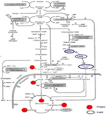 Gambar 2.5. Jalur Glukoneogenesis (Basith, 2015) 