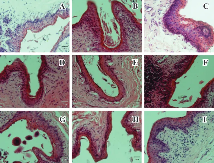 Gambar 2.  Gambaran histopatologi retikulum sapi bali yang ditemukan benda asing berupa  (A) kabel, adanya  infiltrasi  sel  radang  ringan;  (B)  tutup  botol  plastic,  adanya  infiltrasi  sel  radang  ringan;  (C)  Tali  tambang, diamati infiltrasi sel 