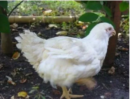 Gambar 1. Broiler Ross (Murwani, 2010) 