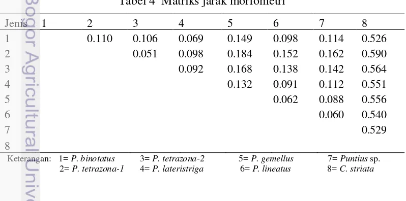 Tabel 4  Matriks jarak morfometri 