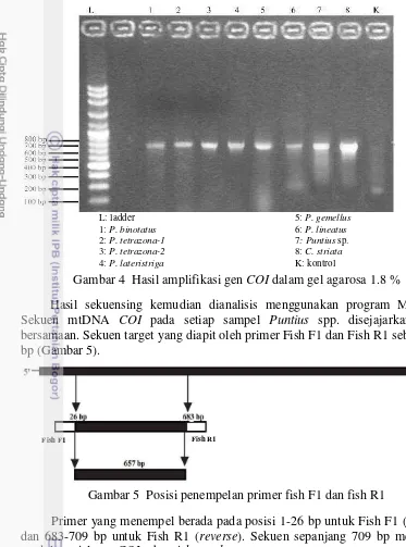 Gambar 4  Hasil amplifikasi gen COI dalam gel agarosa 1.8 % 