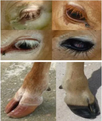 Gambar  2.   Warna  bulu  mata  dan  teracak  sapi  lokal  Kalimantan Tengah  pada  umur  dewasa  (Utomo  2011).