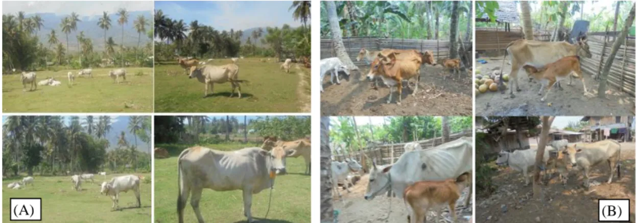 Gambar 2. Kondisi sapi, (A) Di Kabupaten Palu; (B) Kabupaten Donggala dan Sigi 