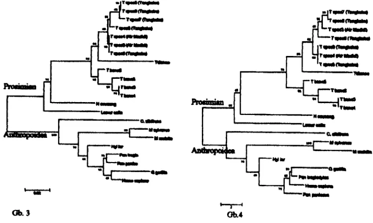 Gambar 3-4. Filogram menggunakan metode Neighbor Joining dari Tarsius sp. hasil penelitian dengan pembanding spesies primata lain (Genbank)