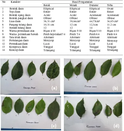 Tabel 2. Morfologi daun tanaman kemenyan 
