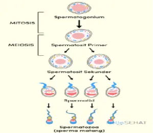 Gambar 10. Proses Spermatogenesis 
