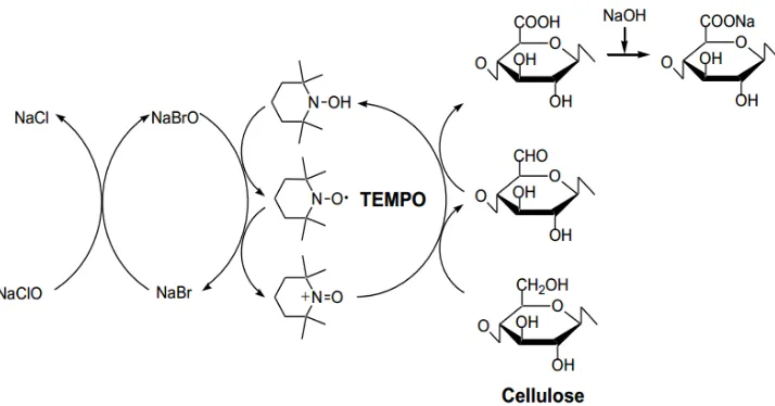 Gambar 2.3 Skema TEMPO sebagai media oksidasi selulosa pada kondisi alkali 