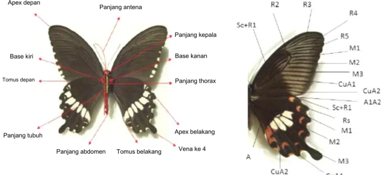 Gambar 1. Karakter morfologi yang diukur (Makhzuni et al., 2013) (Sumber Foto: www.nmr-pics.nl dan en.butterflycorner.net)