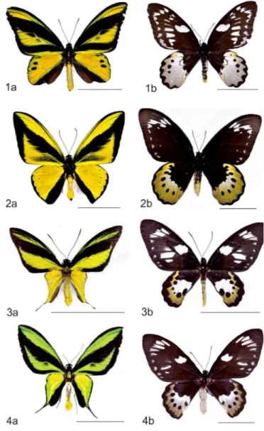 Gambar 3. Morfologi sayap, 4 dari 7 jenis Ornithoptera. 1. jenis O. chimaera (1a. jantan, 1b