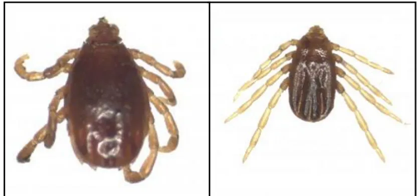 Gambar 6.  Caplak Boophilus annulatus jantan (kiri) dan betina (kanan)   (University of Bristol, 2012) 