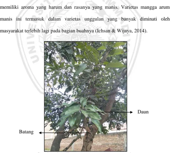 Gambar 2.1: Tanaman mangga arum manis  (Sumber: Dokumentasi Pribadi, 2018) 