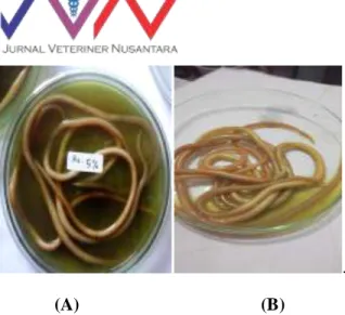 Gambar  2.  Cacing  Ascaris  suum  yang  mati  setelah  perendaman ekstrak. Ket. (A). cacing dalam ekstrak, (B)