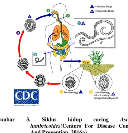 Gambar  3.  Siklus  hidup  cacing  Ascaris  lumbricoides(Centers  For  Disease  Control  And Prevention, 2016a) 