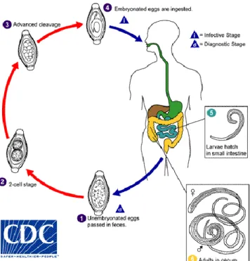 Gambar 5. Daur hidup cacing Trichuris trichiura(Centers  For Disease Control And Prevention, 2016b) 