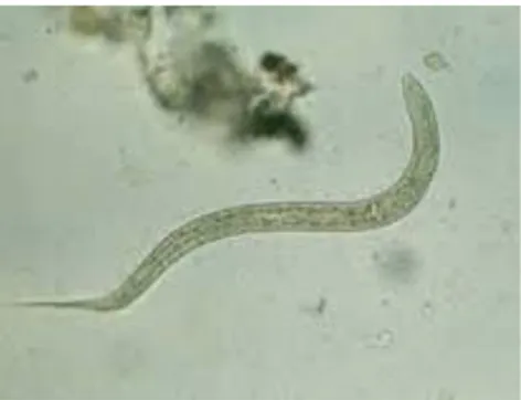 Gambar 7. Larva Hookworm(setya, 2014)  b.  Siklus hidup  