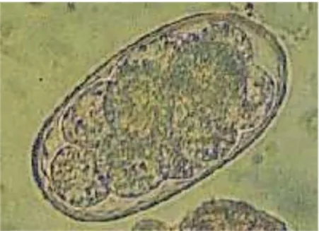 Gambar 9. Telur cacing Strongyloides  stercoralis(Setya,2014) 