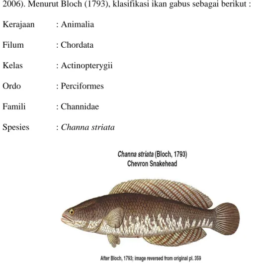 Gambar 2. Ikan Gabus (Channa striata) (Bloch, 1793) 