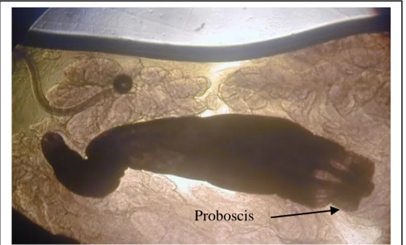 Gambar 7. Acanthocephalus sp pada pembesaran 40X. 