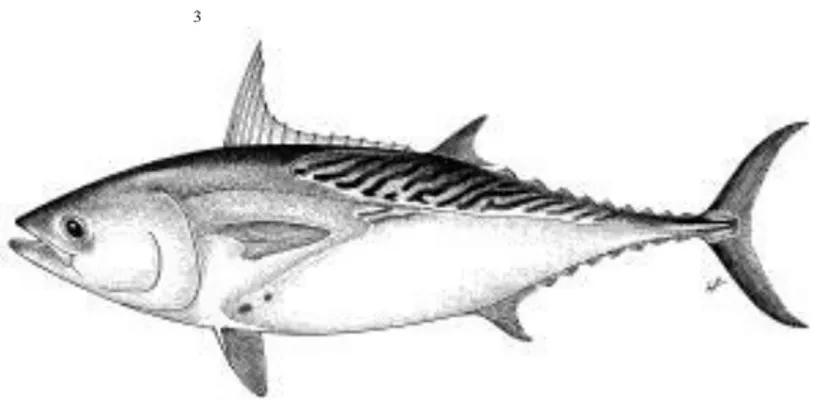 Gambar 2. 1 Morfologi Ikan Tongkol (Euthynnus sp.) Sumber : Food and  Agriculture of The United Nations (FAO) 