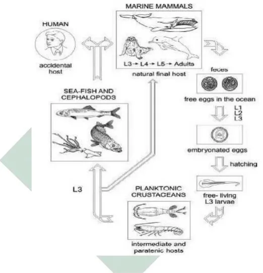 Gambar 2. 4 Siklus hidup Anisakis sp.  Sumber : (Audicana, et al., 2008)  2.3.2  Rhadinorhynchus sp