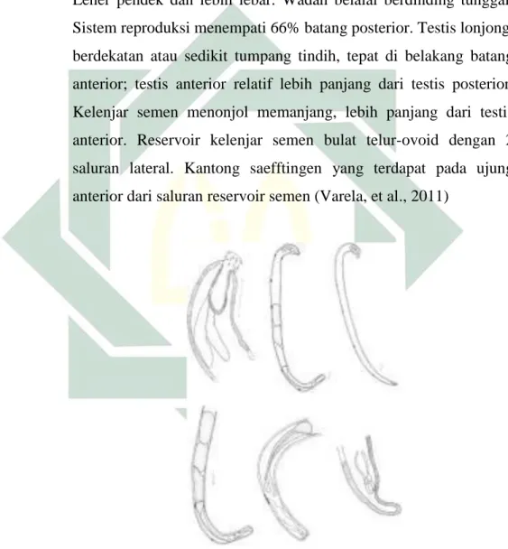 Gambar 2. 8 Morfologi Neoechinorhynchus sp  Sumber : (Varela, et al., 2011) 