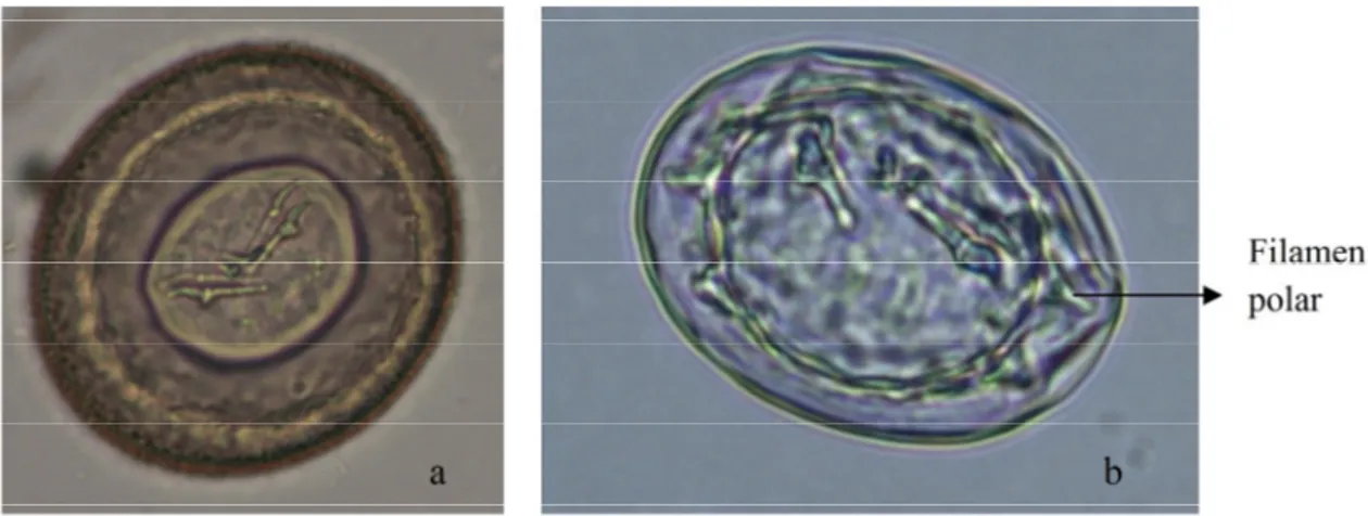 Gambar 1. Morfologi telur Hymenolepis diminuta (a) dan Hymenolepis nana (b)
