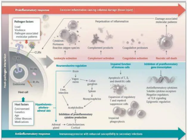 Gambar 1 : Respon host dalam severe sepsis.  