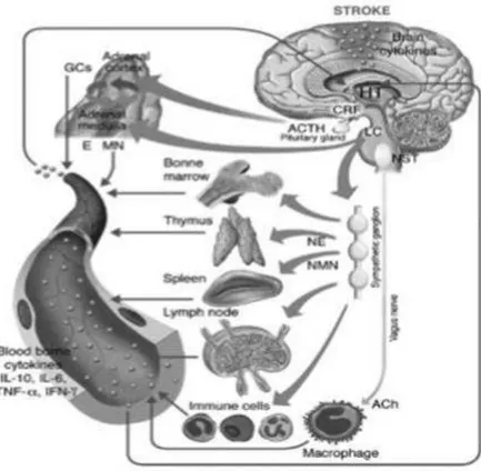 Gambar  2.  Sistem  saraf  pusat  memodulasi  aktivitas  sistem  kekebalan  melalui  kompleks  humoral
