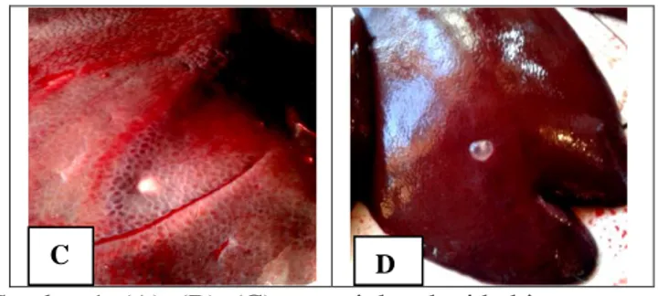 Gambar 1. (A), (B), (C)  menujukan hati babi   yang  terdapat kista berwarna putih   dengan jumlah 1 sampai  2 kista pada   satu  bagian  hati  (D)  terlihat  cairan 