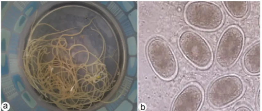 Gambar 1. Morfologi cacing gelang ayam (A. galli). a. cacing dewasa, dan b. telur cacing (tanpa skala).
