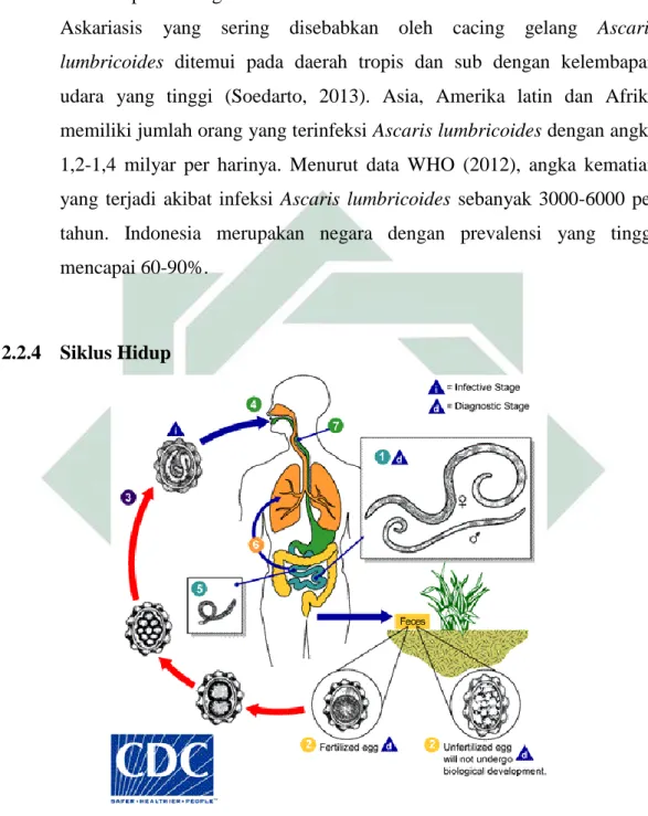 Gambar 2.3 Siklus hidup Ascaris lumricoides  (Sumber : CDC, 2015) 