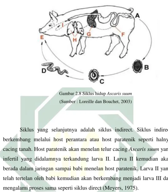 Gambar 2.8 Siklus hidup Ascaris suum  (Sumber : Loreille dan Bouchet, 2003) 