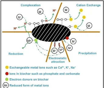 Gambar 1. Ilustrasi konseptual mekanisme penyerapan logam berat pada biochar 